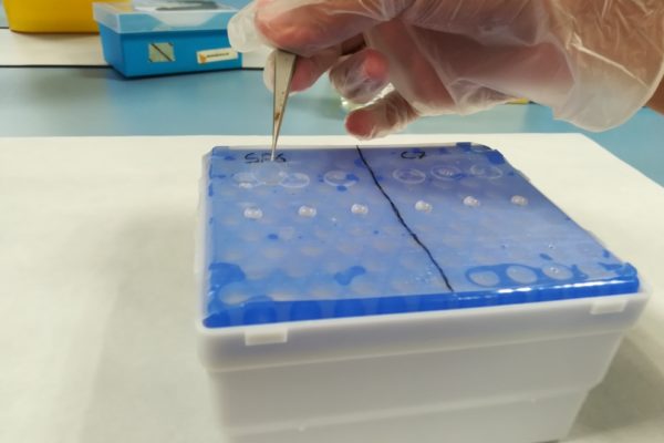 Detall d'una mà fent una prova de laboratori